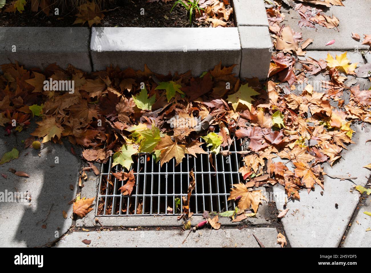 Des feuilles mortes tombées couvrent et bloquent l'évacuation des eaux pluviales Banque D'Images