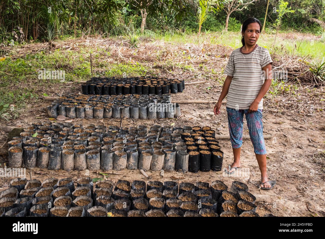 Juillet 2017.Nieves Achaa avec des plants d'arbres fruitiers à la fois pour la vente et la subsistance soutenus par le parc.Kayasan, Barangay Tagabinet, Palawan, Philippines. Banque D'Images