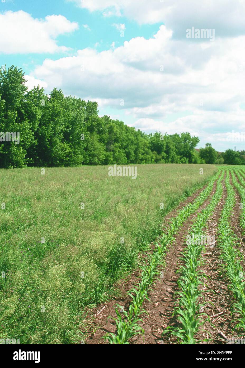 Une bande de filtration de l'herbe sert de tampon de conservation pour protéger un ruisseau dans le comté de Jasper, Iowa CA.2011 ou antérieur Banque D'Images