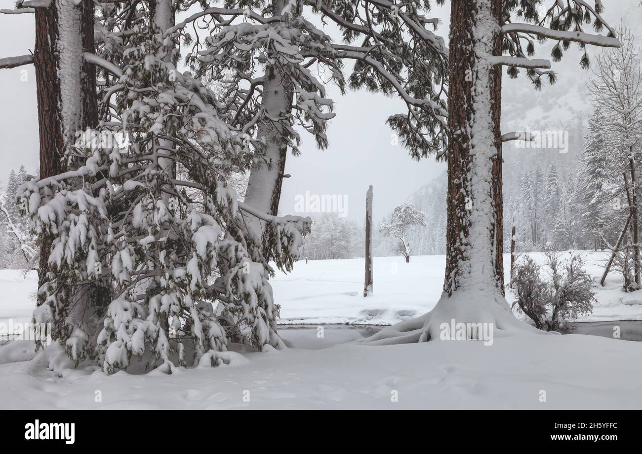 Pins Jeffrey enneigés pendant une tempête de neige hivernale, avec vue sur Cook Meadow en arrière-plan, parc national Yosemite, Californie, United Sta Banque D'Images