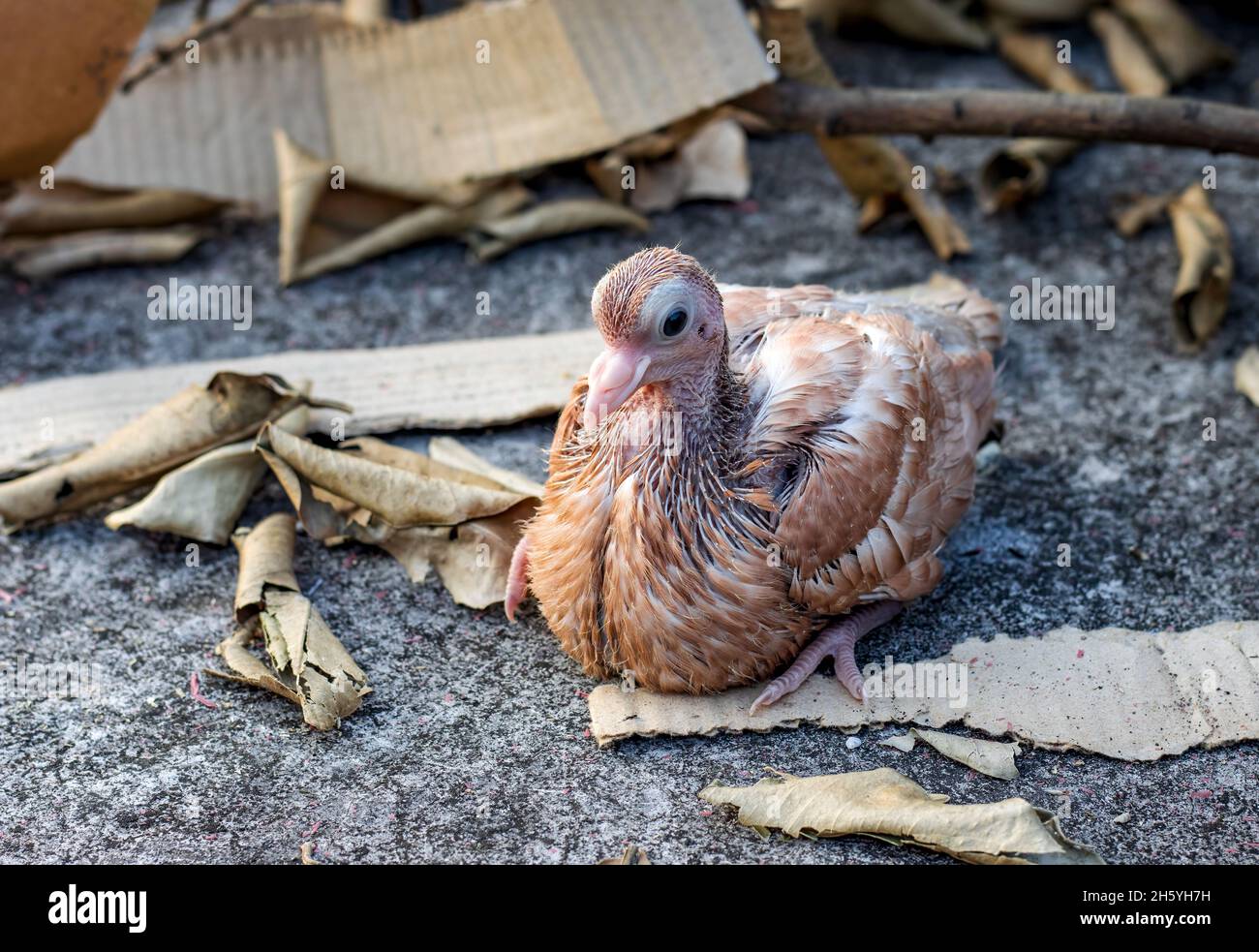 Un jeune pigeon domestique assis sur le sol en béton sous le nid Banque D'Images