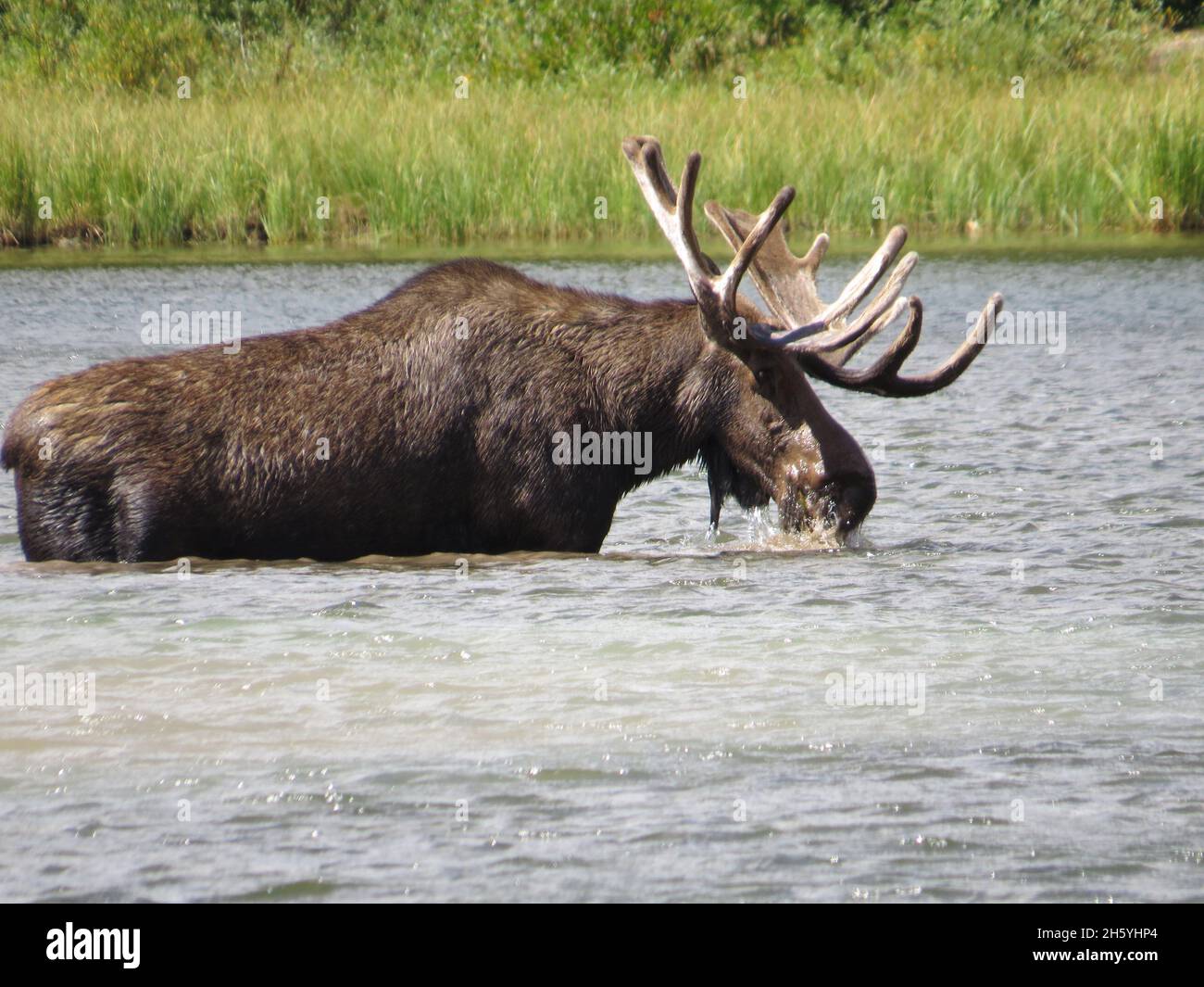 L'orignal se nourrit de plantes aquatiques dans le parc national des Glaciers, au Montana.Août 2013. Env.18 août 2013, 12:49 Banque D'Images