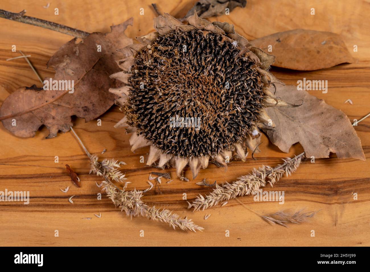 Un tournesol sec sur une planche à découper en bois avec des fleurs et des feuilles séchées Banque D'Images