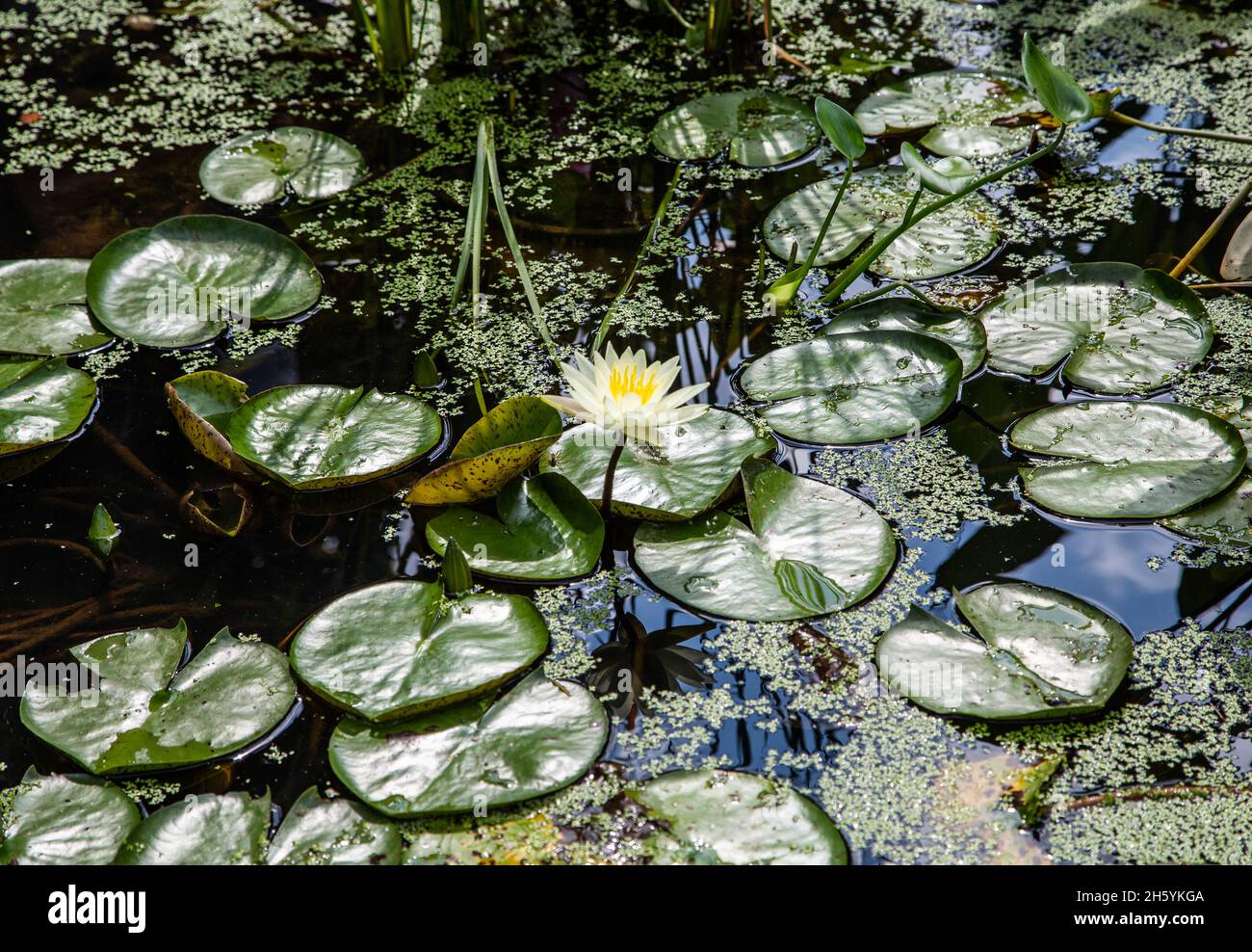 Lyndon Baines Johnson Memorial Grove sur le Potomac Banque D'Images