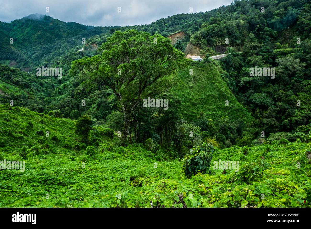 Juillet 2017.Sayote, connu localement sous le nom de « Green Gold », est une culture de plus en plus populaire qui remplace des cultures plus traditionnelles et moins lucratives comme le camote (un potatoe sucré).Sayote est plantée sur des coteaux dégagés sous des treillis à fils bas.Non seulement la méthode exige le défrichement de la forêt, mais elle peut également conduire à des glissements de terrain dévastateurs en période de fortes pluies ou de tremblements de terre, qui sont tous deux communs dans la région.Imugan, Nueva Vizcaya, Philippines. Banque D'Images