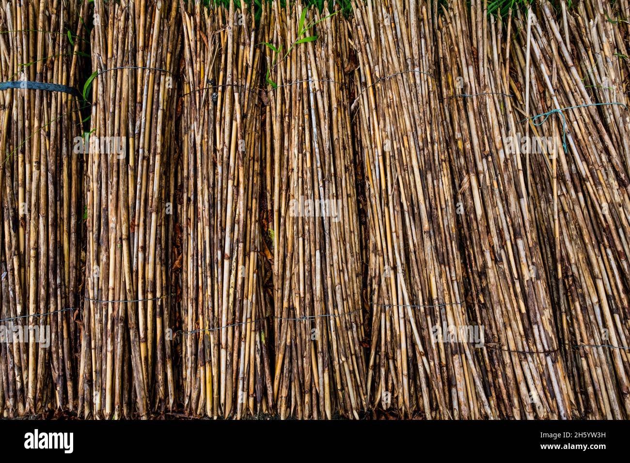 Juillet 2017.Runo est une herbe (produit forestier non ligneux) récoltée localement.Ses tiges sont utilisées pour les structures murales et ses feuilles sont utilisées pour le chaume.Malico, Nueva Vizcaya, Philippines. Banque D'Images