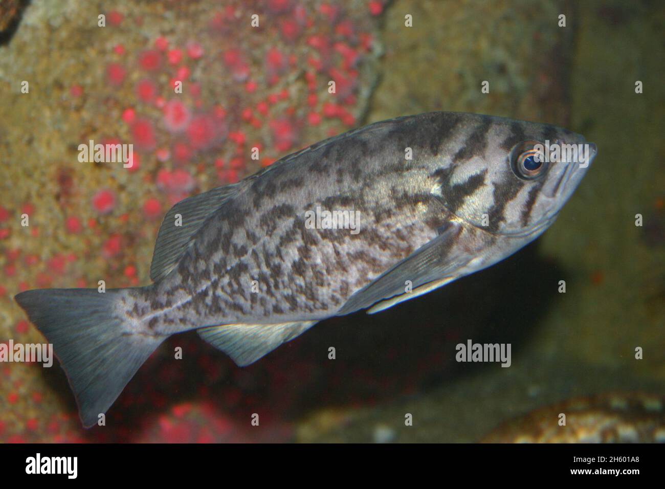 Ce sébaste bleu (Sebastes mystinus) a été photographié dans l'aquarium de la baie de Monterey.Notez les barres diagonales proéminentes qui s'étendent vers l'arrière de l'œil Banque D'Images