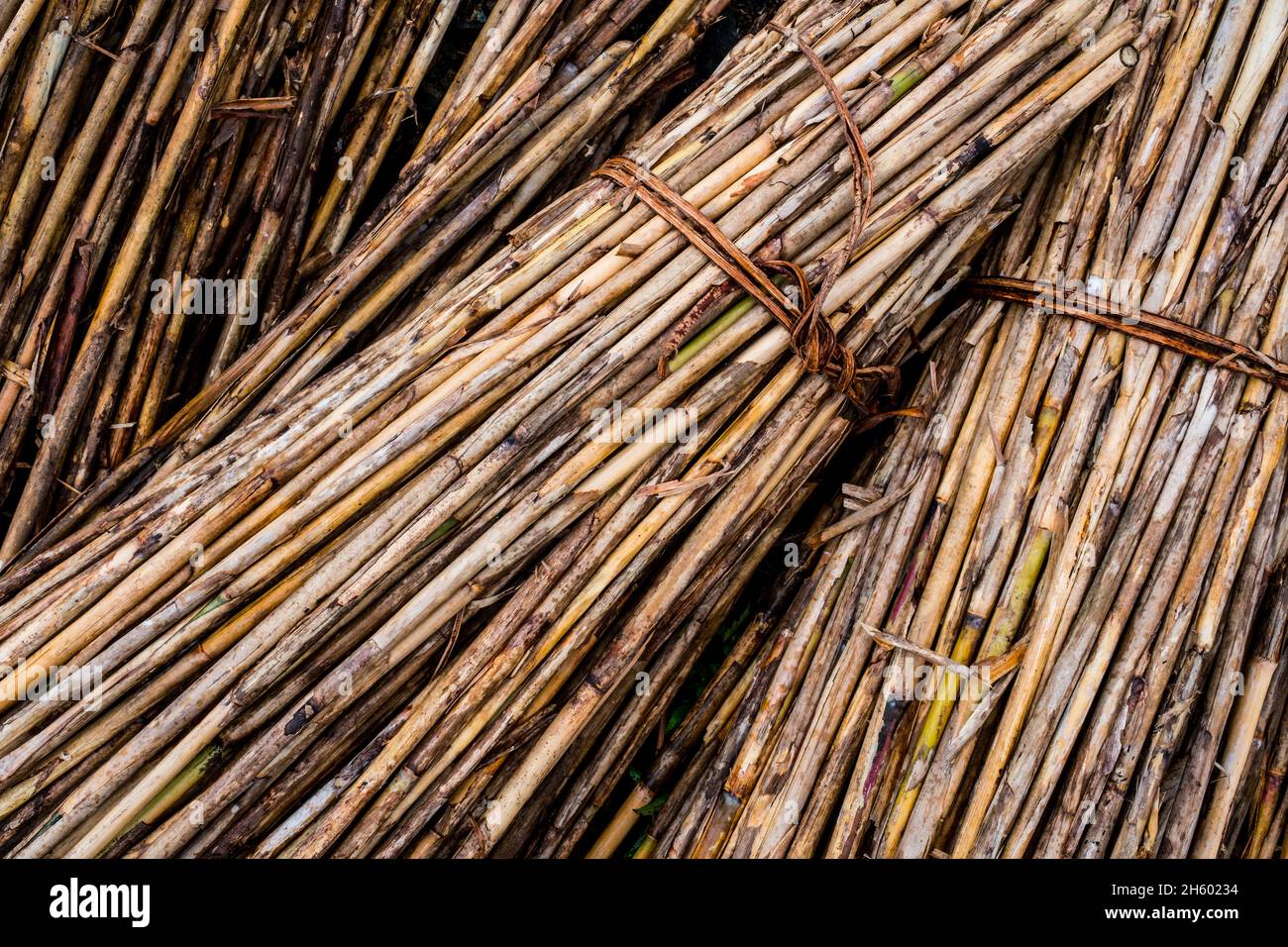 Juillet 2017.Runo est une herbe (produit forestier non ligneux) récoltée localement.Ses tiges sont utilisées pour les structures murales et ses feuilles sont utilisées pour le chaume.Malico, Nueva Vizcaya, Philippines. Banque D'Images