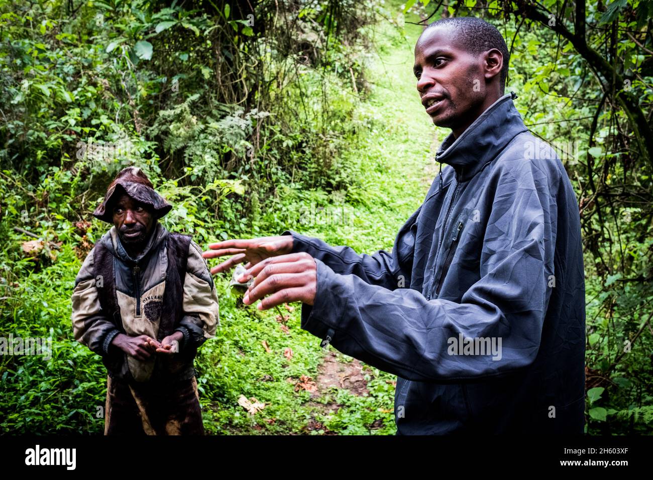 Septembre 2017.Le guide, Phillip Byarugaba, travaille pour la Nkuringo Community conservation and Development Foundation (NCCDF) qui accueille la visite du sentier forestier de la communauté de Buniga.Phillip traduit pour le guide Batwa qui partage sa culture dans sa langue locale.Les Pygmées Batwa ont été expulsées de leurs terres d'origine dans la forêt au début des années 1990, lorsque les parcs nationaux ont été établis, les laissant sans terre et pauvres dans une société qui les considérait comme une classe inférieure.Aujourd'hui, certains d'entre eux essaient de faire la rencontre des extrémités en organisant des promenades sur les sentiers; des visites culturelles qui incluent des exemples de l'endroit et de la façon dont ils utilisent pour vivre dans le Banque D'Images