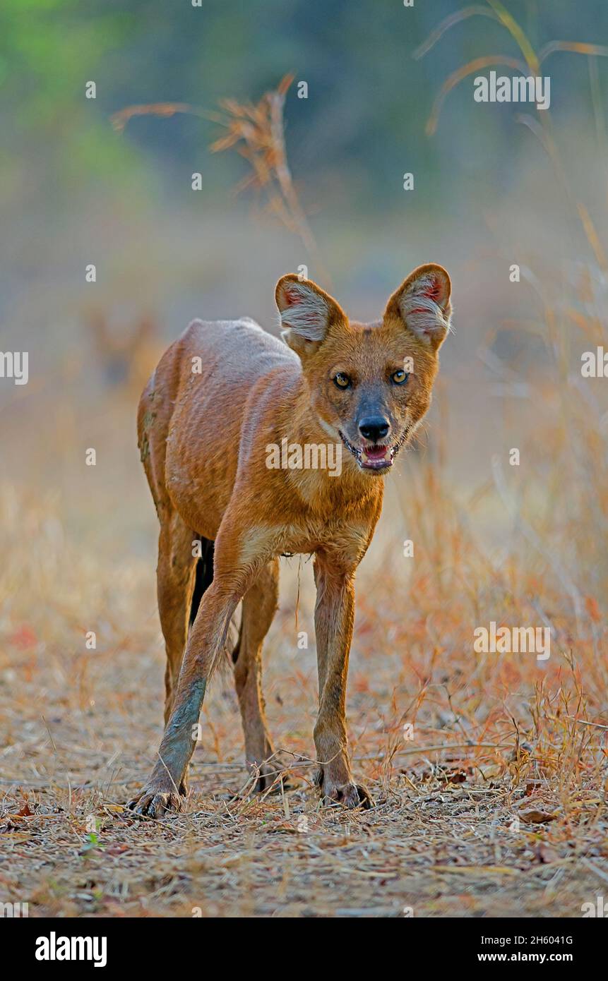 Chien sauvage asiatique/trou d'eau (Cuon alpinus) de la forêt centrale indienne Banque D'Images