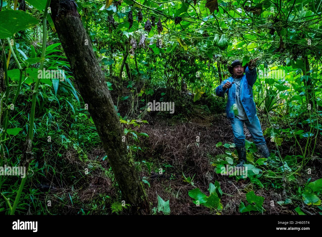 Juillet 2017.Sayote, connu localement sous le nom de « Green Gold », est une culture de plus en plus populaire aux Philippines qui remplace des cultures plus traditionnelles et moins lucratives comme le camote (une patate douce).Sayote est plantée sur des coteaux dégagés sous des treillis à fils bas.Non seulement la méthode exige le défrichement de la forêt, mais elle peut également conduire à des glissements de terrain dévastateurs en période de fortes pluies ou de tremblements de terre, qui sont tous deux communs dans la région.Malico, Nueva Vizcaya, Philippines. Banque D'Images