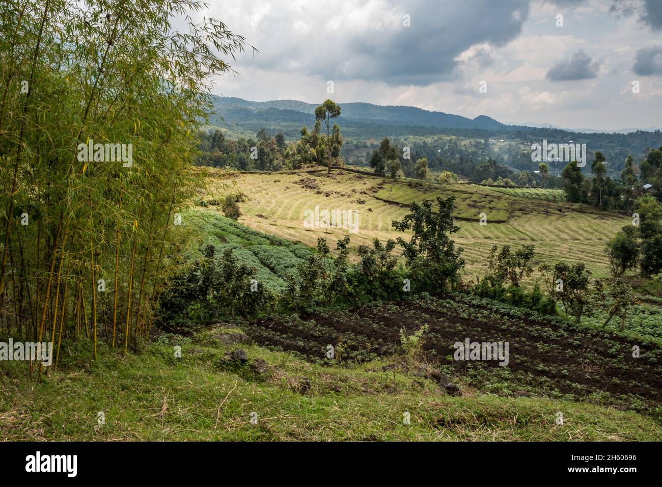 Septembre 2017.Champs Agricultutraux le long de la frontière du parc national de Mgahinga Gorilla.Près de Kisoro, Ouganda Banque D'Images
