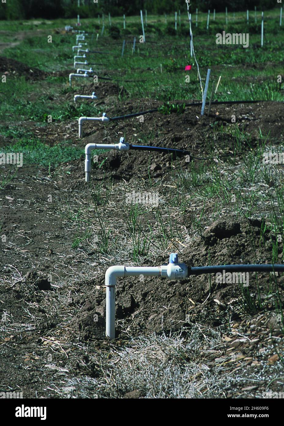 Les collecteurs distribuent de l'eau pour vaporiser les buses mister utilisées pour irriguer les herbes dans le comté de Rio Arriba, Nouveau-Mexique ca.2011 ou antérieur Banque D'Images