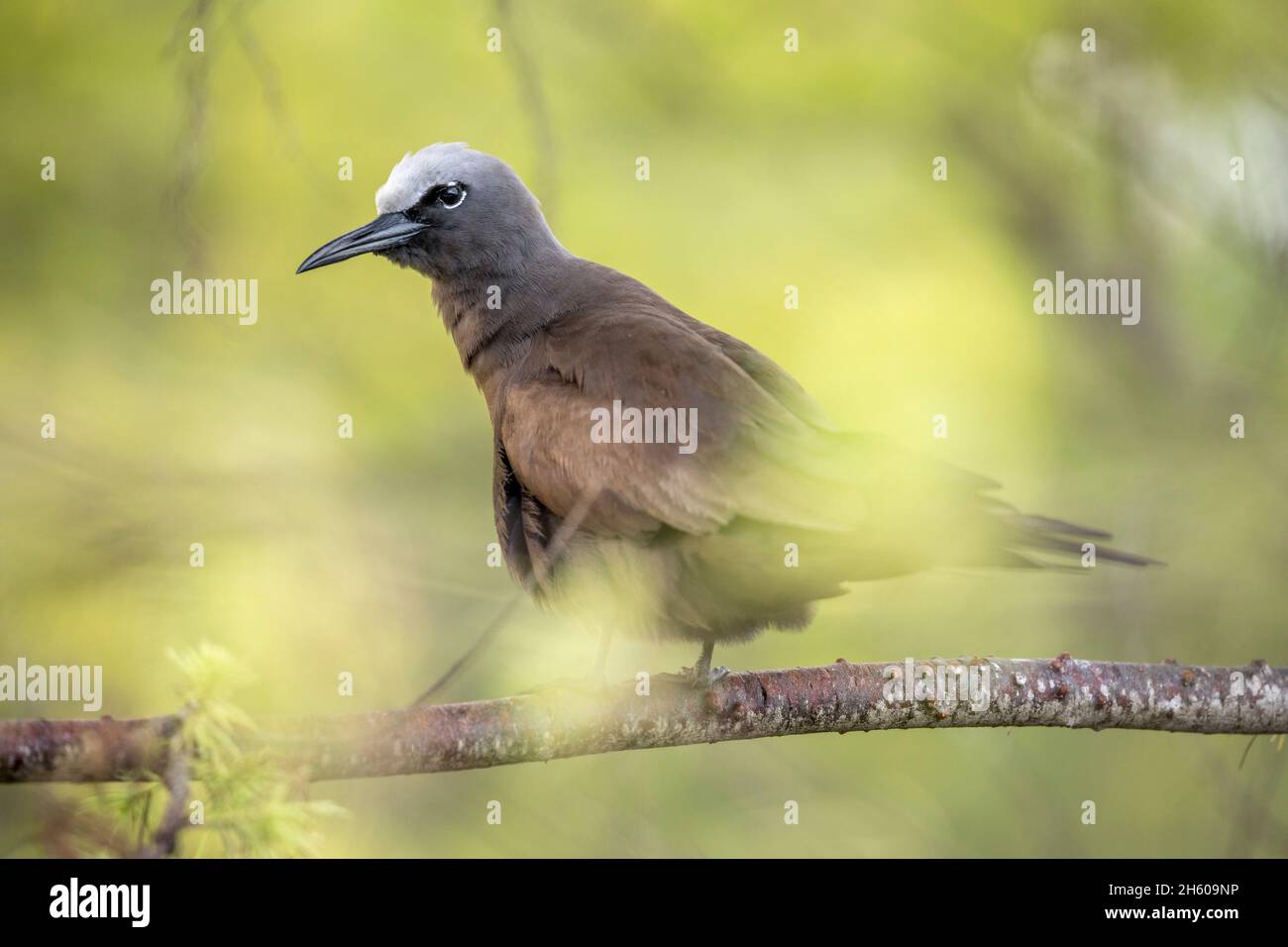 Brown Noddy; Anous stolidus; Seychelles Banque D'Images
