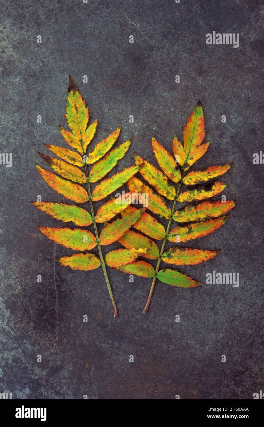 Deux feuilles automnales de Rowan ou de Mountain ash ou de Sorbus aucuparia qui reposent sur du métal terni Banque D'Images