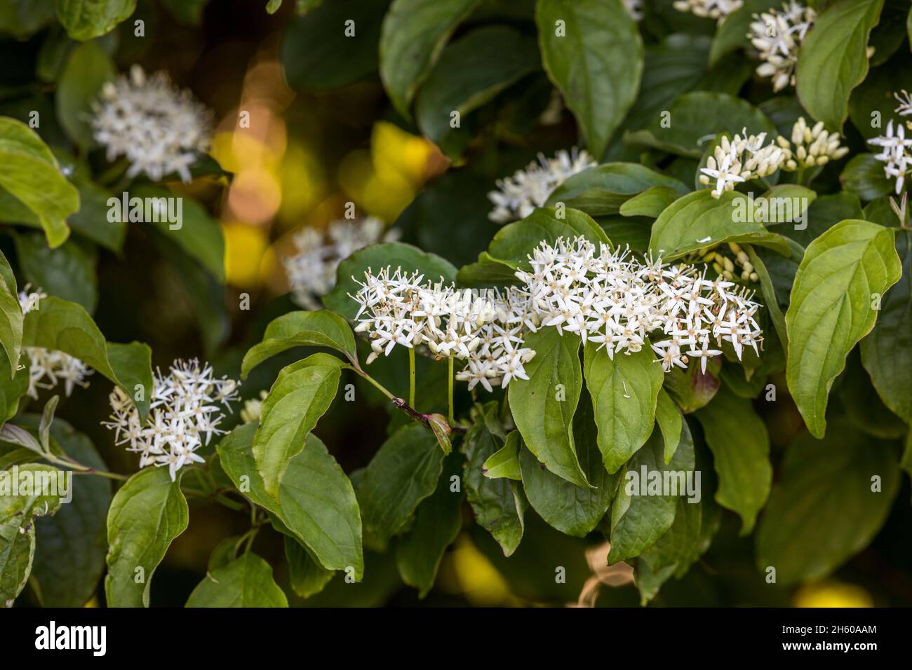 Dogwood; Cornus spp.; Floraison; Royaume-Uni Banque D'Images