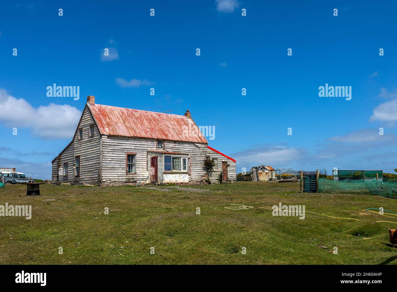 Île Saunders; la colonie; Falklands Banque D'Images