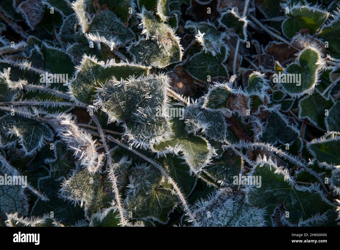 Gel sur les feuilles d'Ivy ; hiver ; Royaume-Uni Banque D'Images