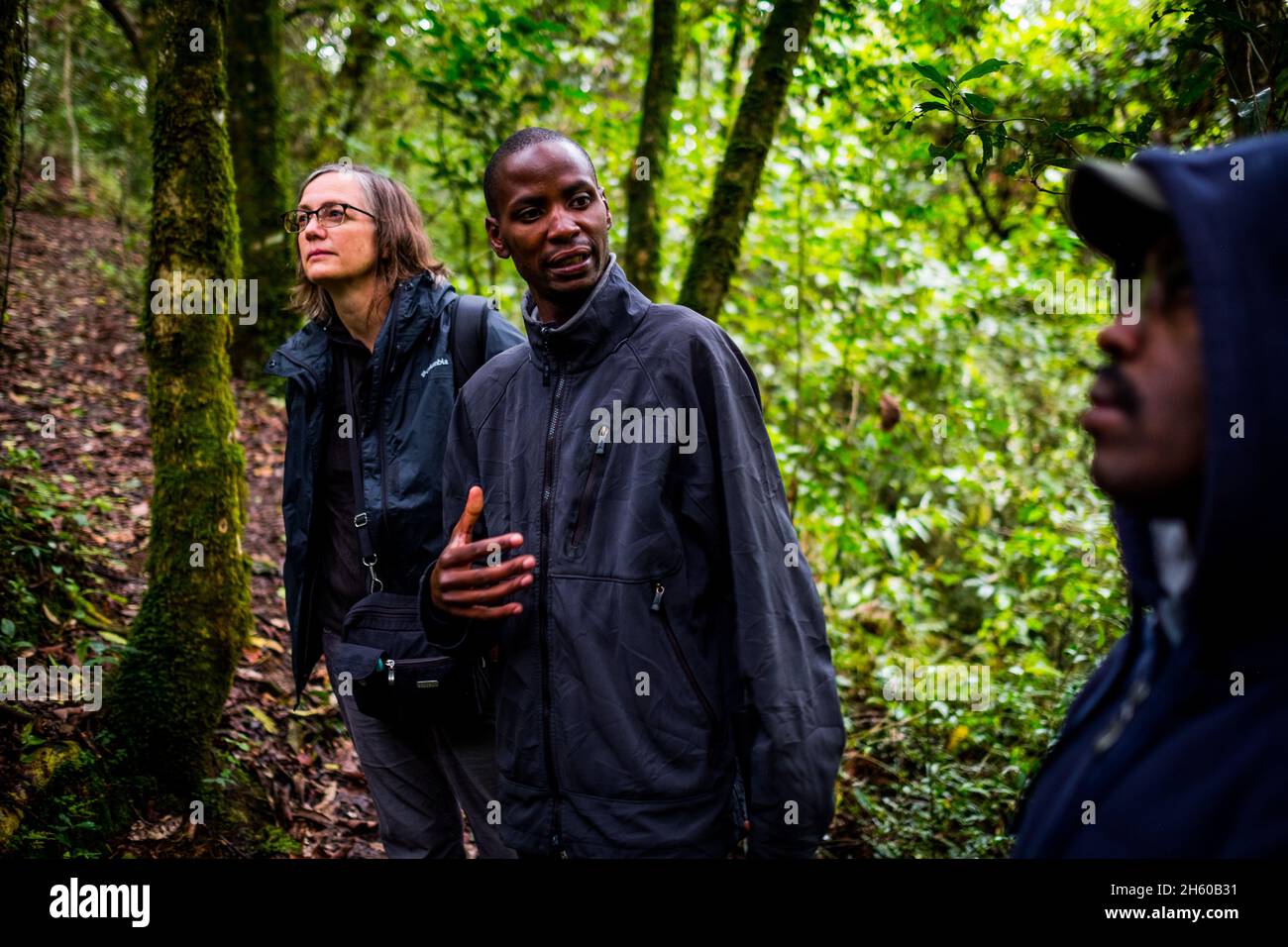 Septembre 2017.Le guide, Phillip Byarugaba, travaille pour la Nkuringo Community conservation and Development Foundation (NCCDF) qui accueille la visite du sentier forestier de la communauté de Buniga.Phillip traduit pour le guide Batwa qui partage sa culture dans sa langue locale.Les Pygmées Batwa ont été expulsées de leurs terres d'origine dans la forêt au début des années 1990, lorsque les parcs nationaux ont été établis, les laissant sans terre et pauvres dans une société qui les considérait comme une classe inférieure.Aujourd'hui, certains d'entre eux essaient de faire la rencontre des extrémités en organisant des promenades sur les sentiers; des visites culturelles qui incluent des exemples de l'endroit et de la façon dont ils utilisent pour vivre dans le Banque D'Images