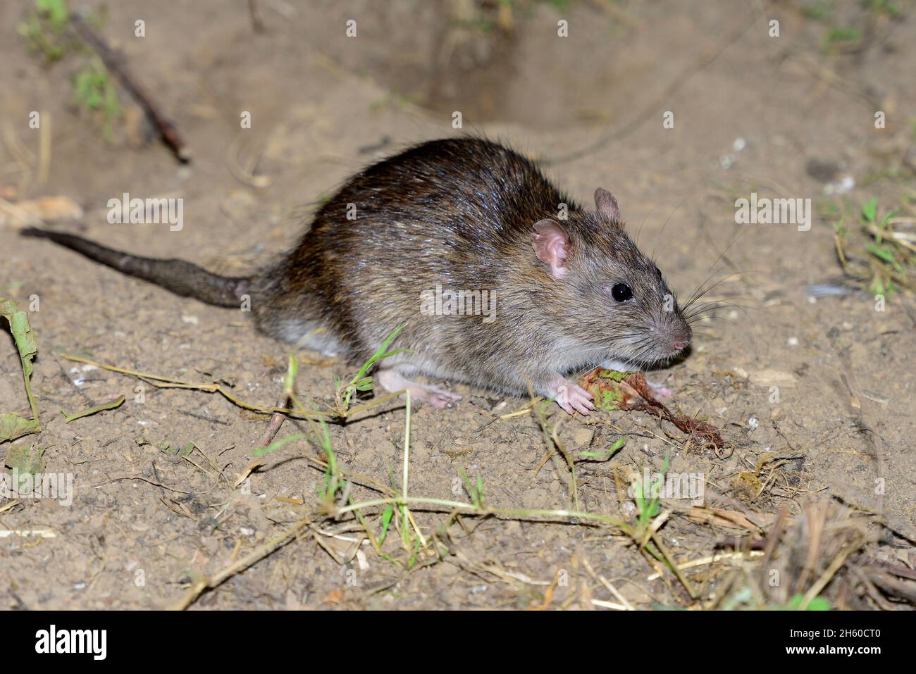 rat brun Banque D'Images