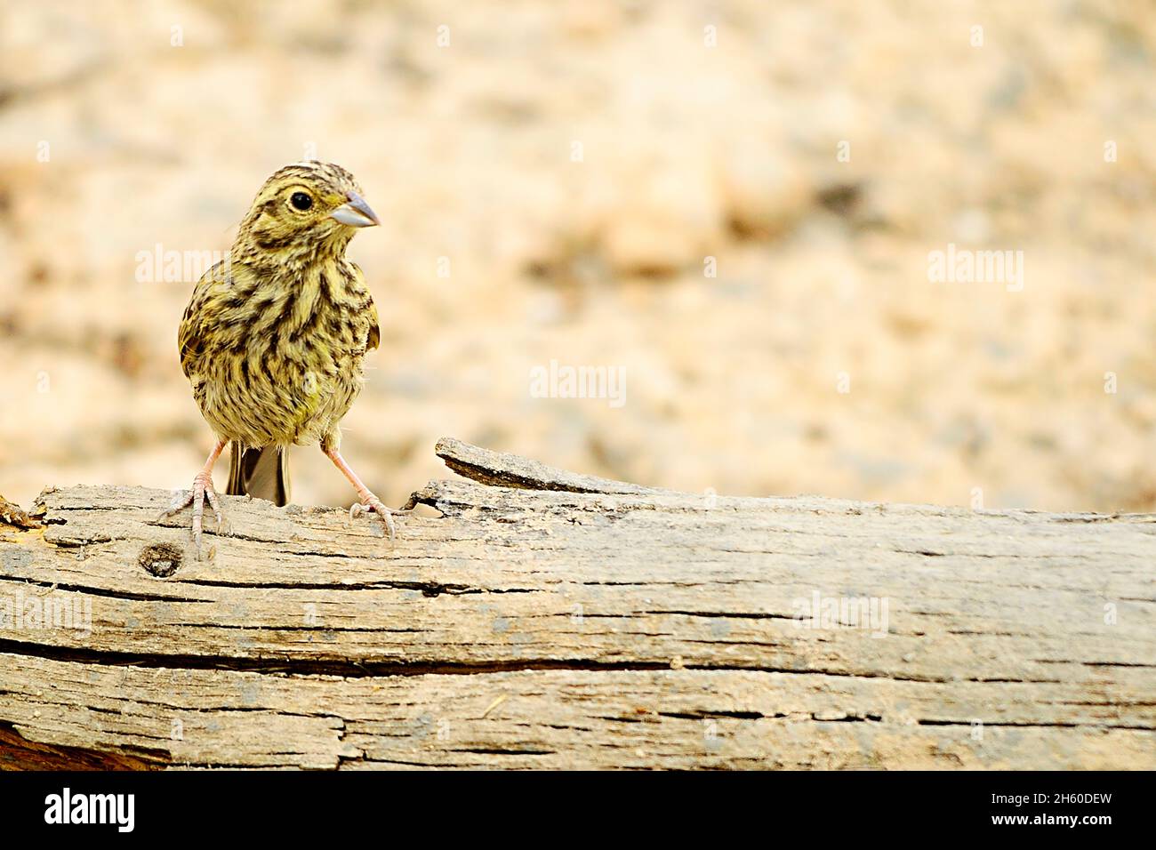 Oiseaux sauvages dans leur environnement naturel.Les oiseaux en liberté. Banque D'Images