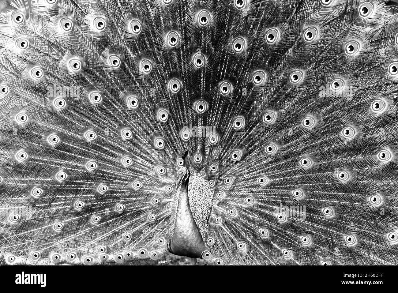 Gros plan d'un élégant oiseau de paon indien montrant sa belle queue de plumes dans un parc public Banque D'Images