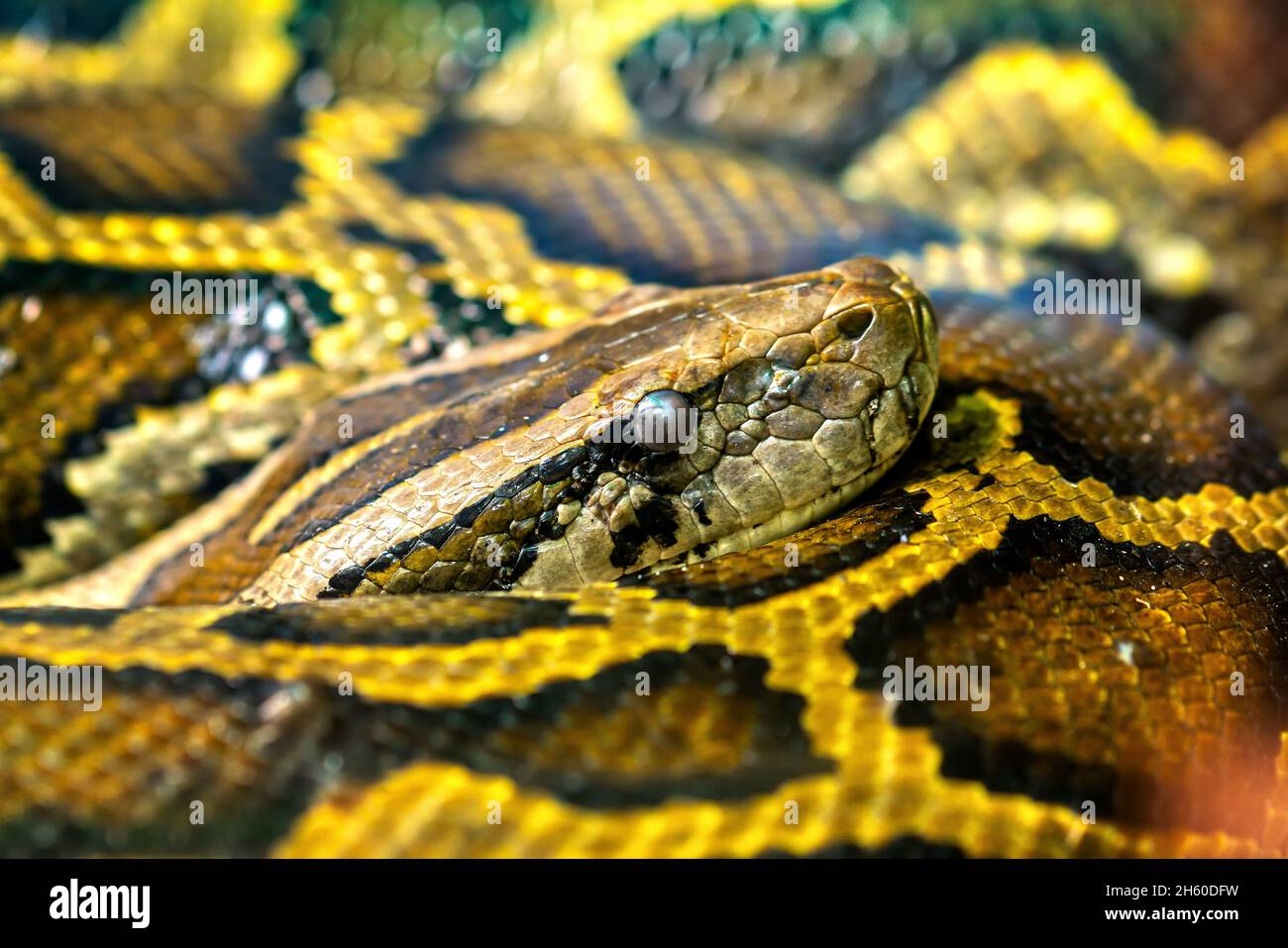 Le python birman s'est redressé pour dormir dans le zoo.C'est un grand ...