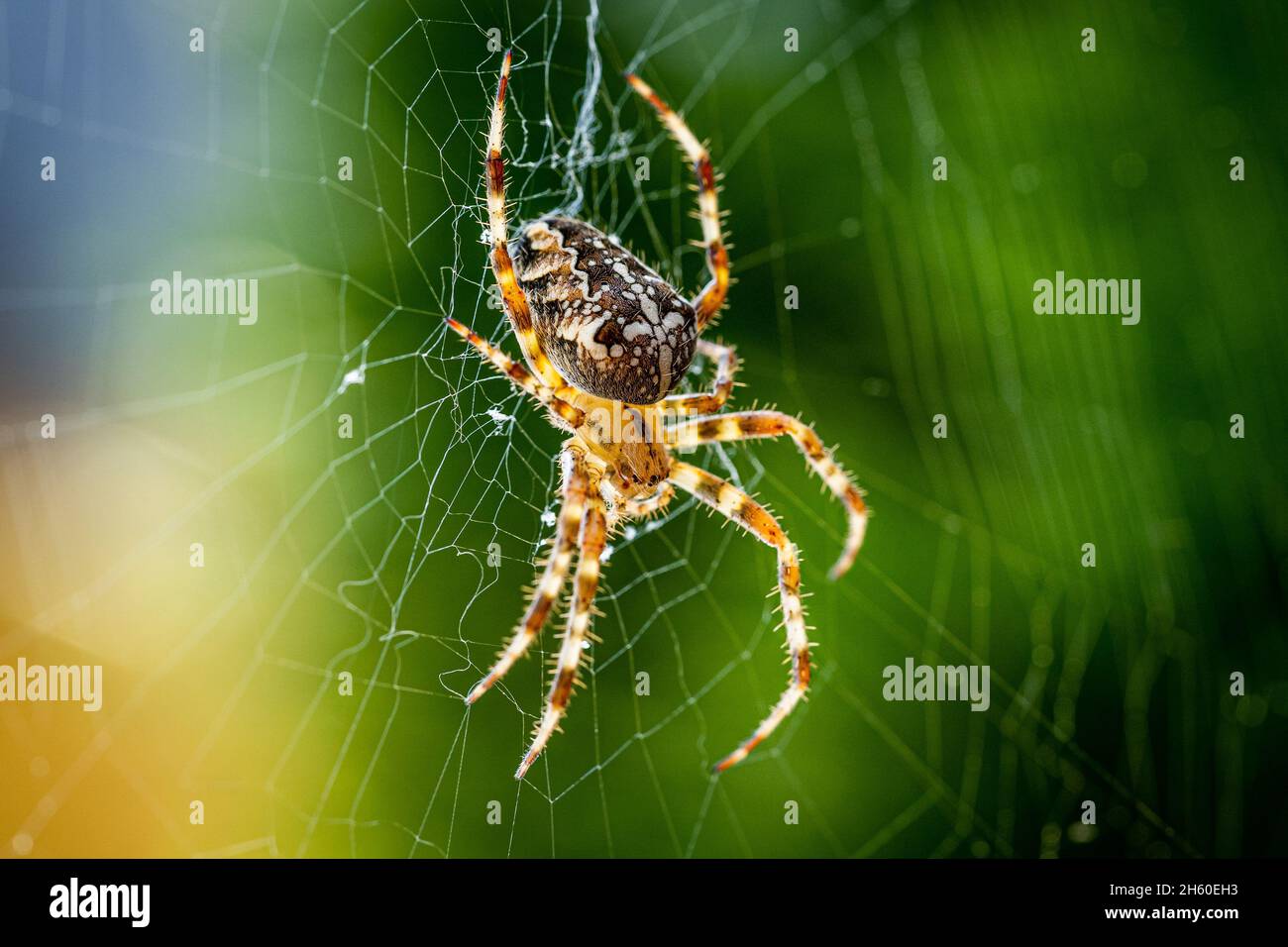 Gros plan d'une araignée de jardin européenne (araignée croisée, Araneus diadematus) assise dans une toile d'araignée Banque D'Images