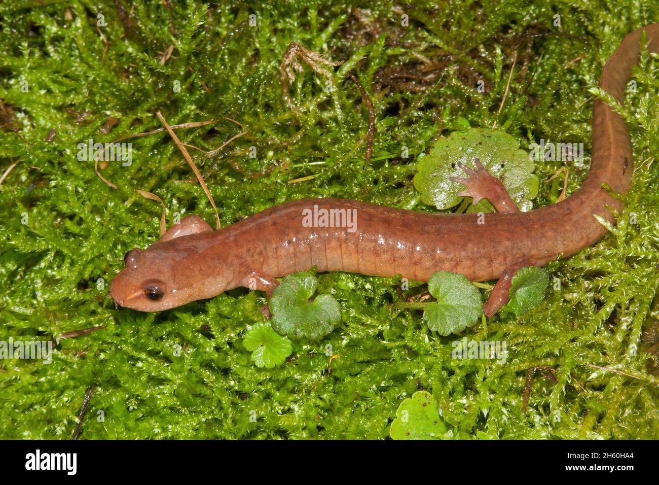Gros plan complet de la salamandre printanière, Gyrinophilus porphyriticus Banque D'Images