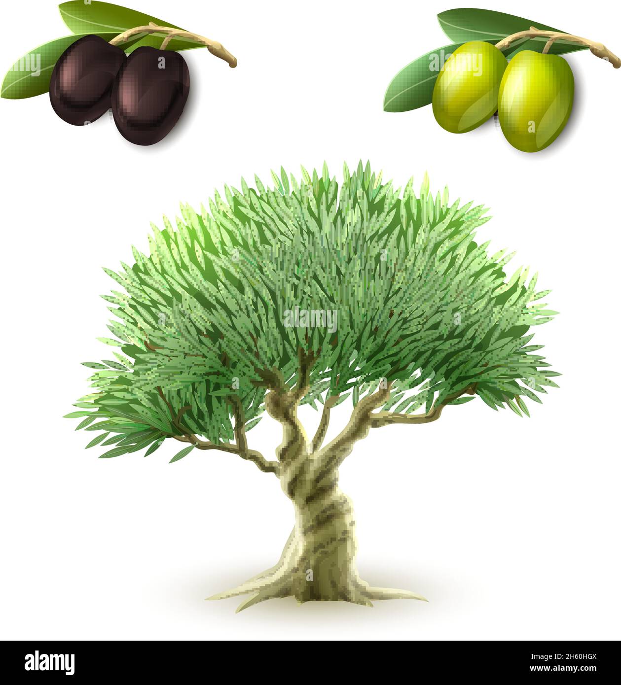 Production d'huile d'olive produits primaires traditionnels ensemble de pictogrammes verts et les olives noires abstraites illustration vectorielle isolée Illustration de Vecteur