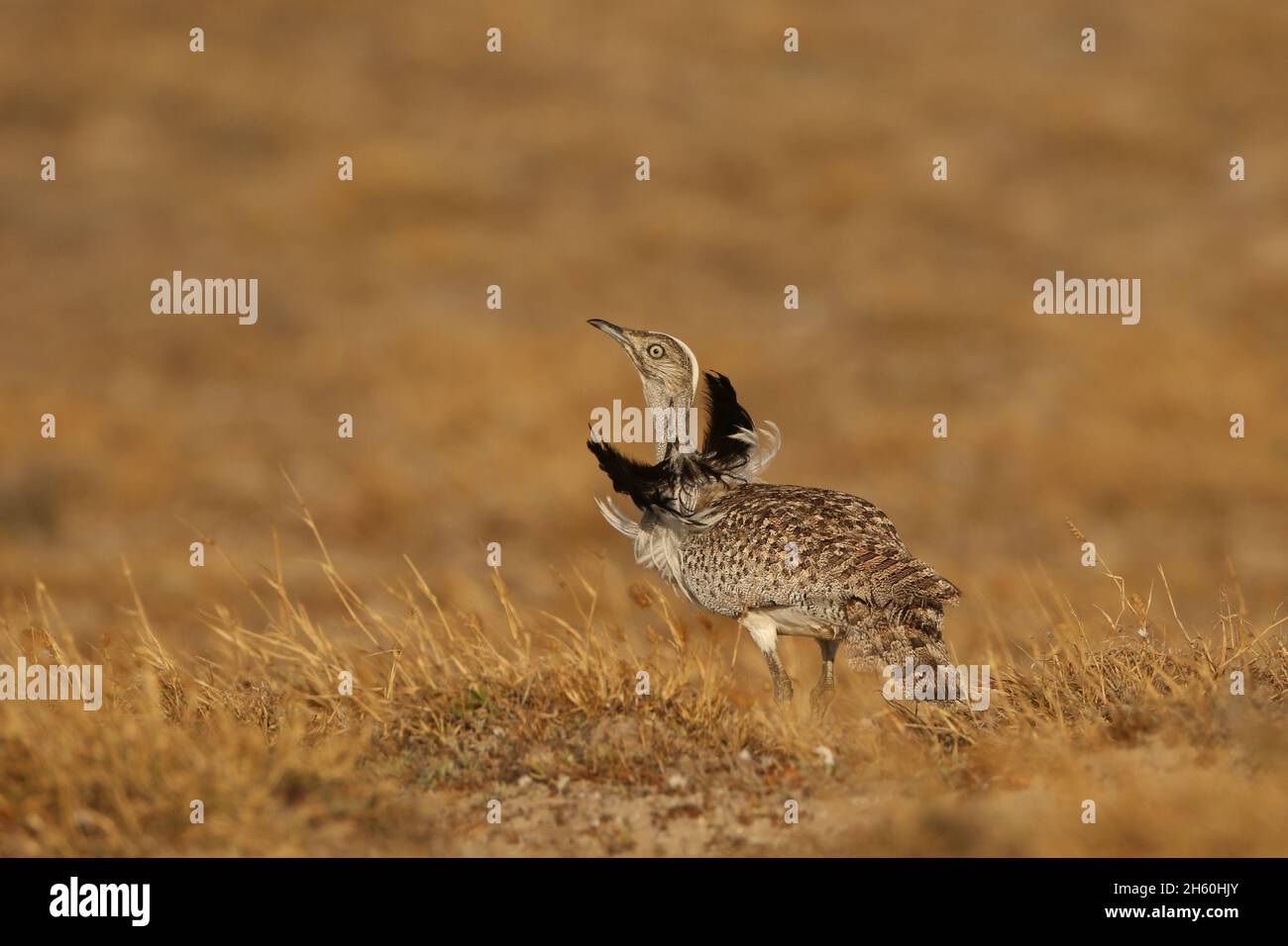 Houbara Bustard est un oiseau emblématique des îles Canaries, où les plaines sablonneuses semi-arides sont idéales pour la reproduction. Banque D'Images