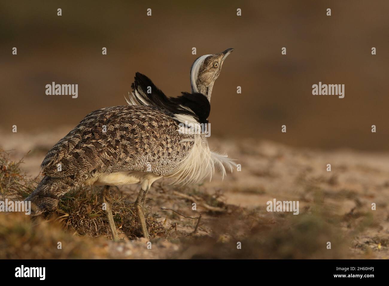 Houbara Bustard est un oiseau emblématique des îles Canaries, où les plaines sablonneuses semi-arides sont idéales pour la reproduction. Banque D'Images