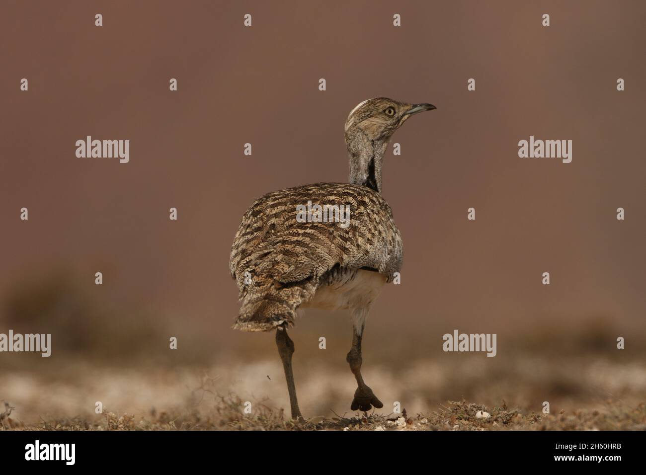 Houbara Bustard est un oiseau emblématique des îles Canaries, où les plaines sablonneuses semi-arides sont idéales pour la reproduction. Banque D'Images