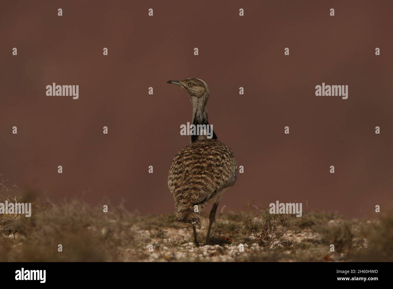 Houbara Bustard est un oiseau emblématique des îles Canaries, où les plaines sablonneuses semi-arides sont idéales pour la reproduction. Banque D'Images