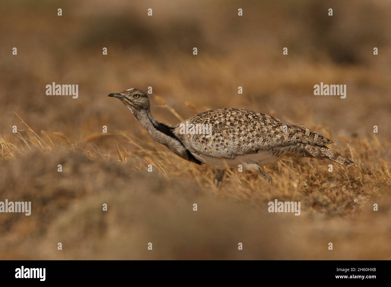 Houbara Bustard est un oiseau emblématique des îles Canaries, où les plaines sablonneuses semi-arides sont idéales pour la reproduction. Banque D'Images
