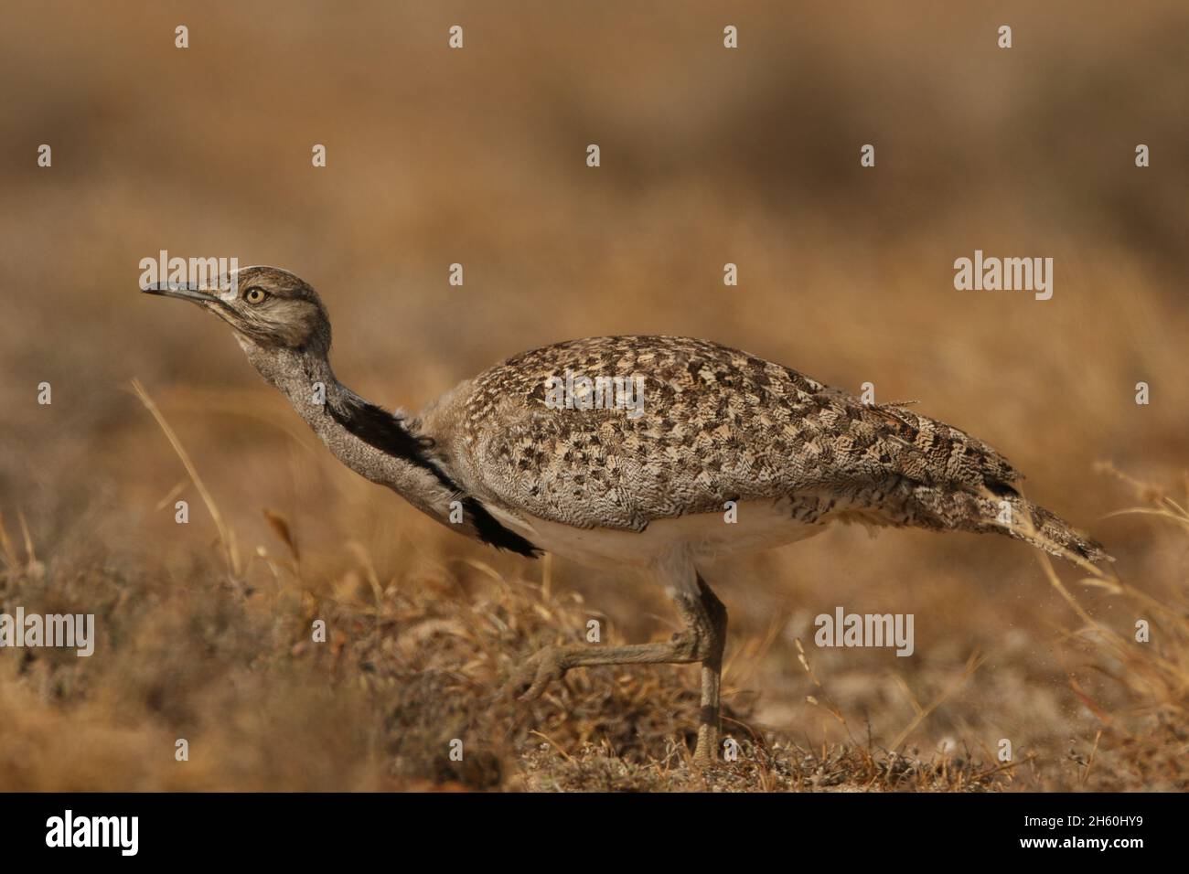 Houbara Bustard est un oiseau emblématique des îles Canaries, où les plaines sablonneuses semi-arides sont idéales pour la reproduction. Banque D'Images