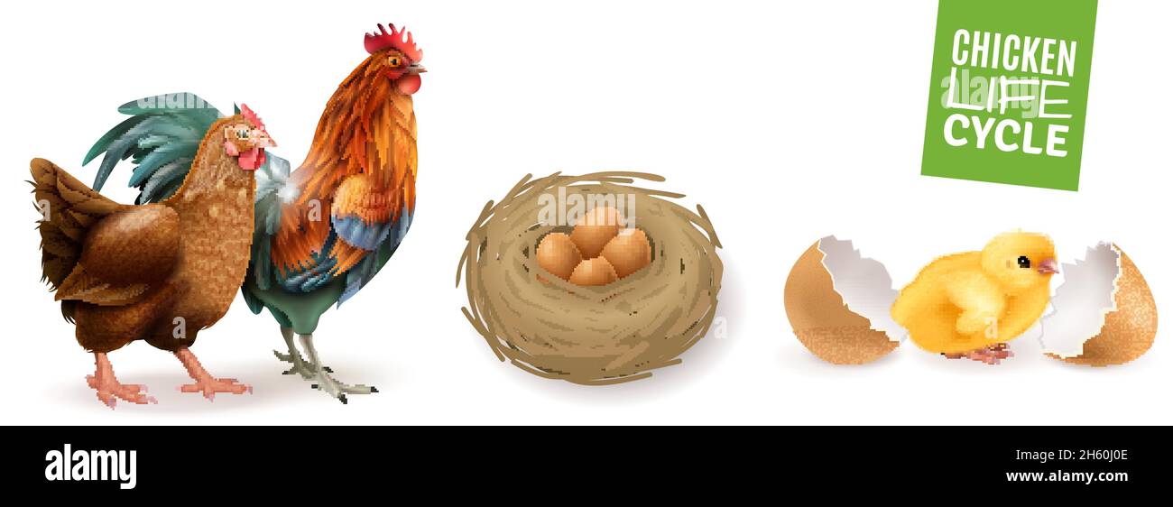 Cycle de vie du poulet ensemble horizontal réaliste avec coq de poule ...