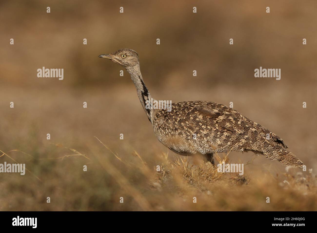 Houbara Bustard est un oiseau emblématique des îles Canaries, où les plaines sablonneuses semi-arides sont idéales pour la reproduction. Banque D'Images
