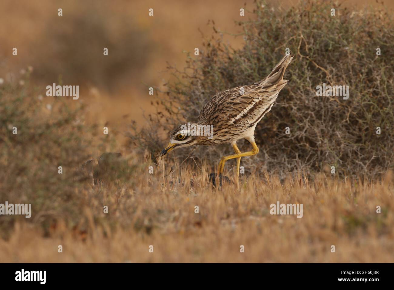 La population résidente de curlew de pierre sur les îles Canaries est très saine avec de grandes troupeaux vus avant la reproduction.L'habitat semi-aride est idéal pour Banque D'Images