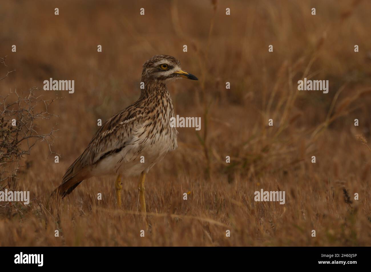 La population résidente de curlew de pierre sur les îles Canaries est très saine avec de grandes troupeaux vus avant la reproduction.L'habitat semi-aride est idéal pour Banque D'Images