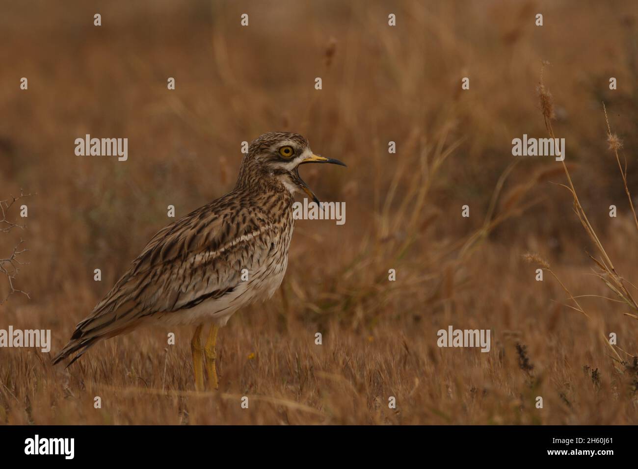 La population résidente de curlew de pierre sur les îles Canaries est très saine avec de grandes troupeaux vus avant la reproduction.L'habitat semi-aride est idéal pour Banque D'Images