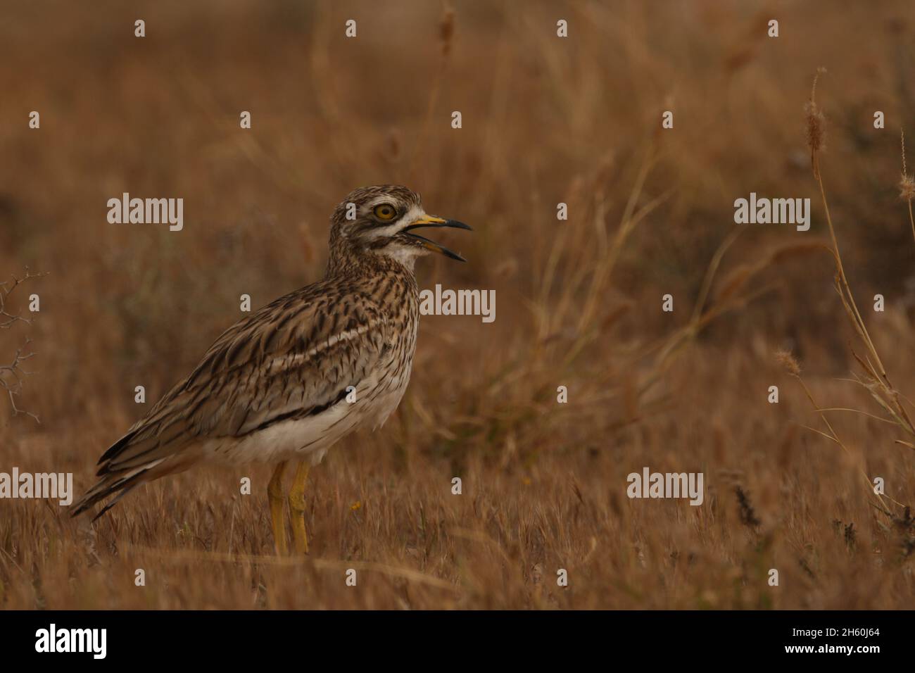 La population résidente de curlew de pierre sur les îles Canaries est très saine avec de grandes troupeaux vus avant la reproduction.L'habitat semi-aride est idéal pour Banque D'Images