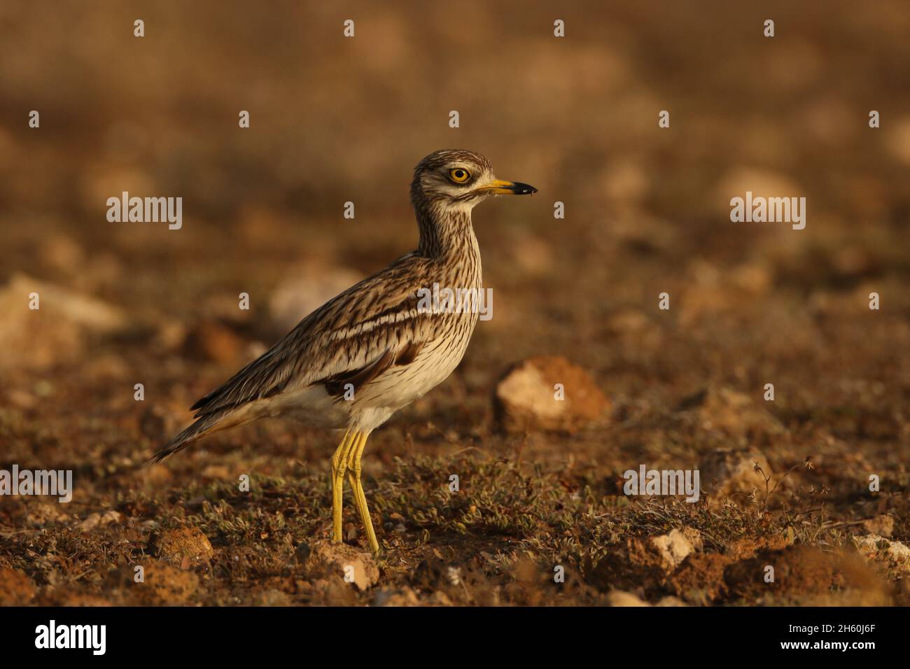 La population résidente de curlew de pierre sur les îles Canaries est très saine avec de grandes troupeaux vus avant la reproduction.L'habitat semi-aride est idéal pour Banque D'Images