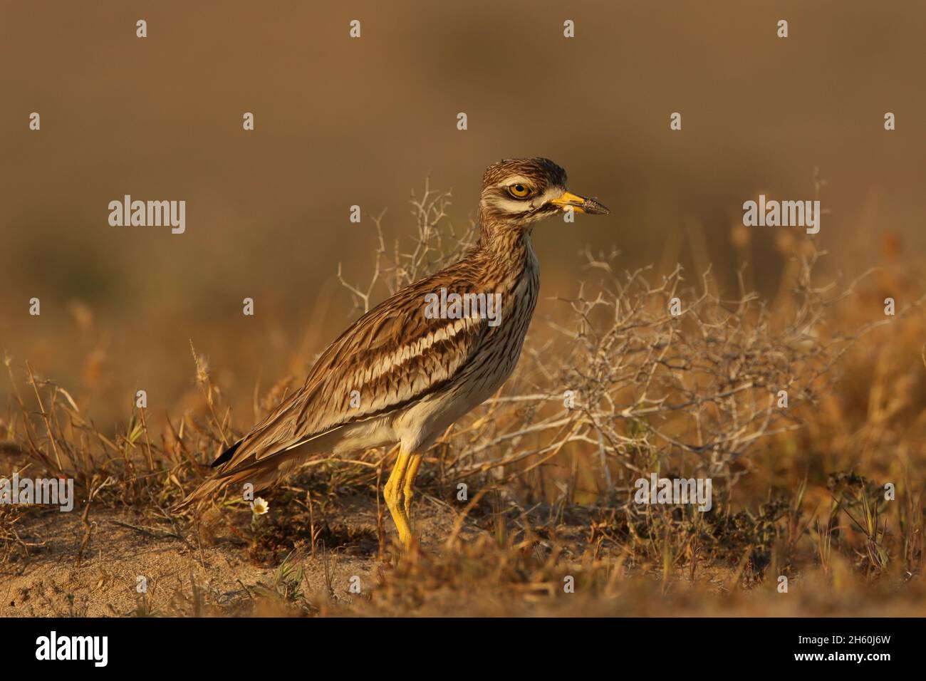 La population résidente de curlew de pierre sur les îles Canaries est très saine avec de grandes troupeaux vus avant la reproduction.L'habitat semi-aride est idéal pour Banque D'Images