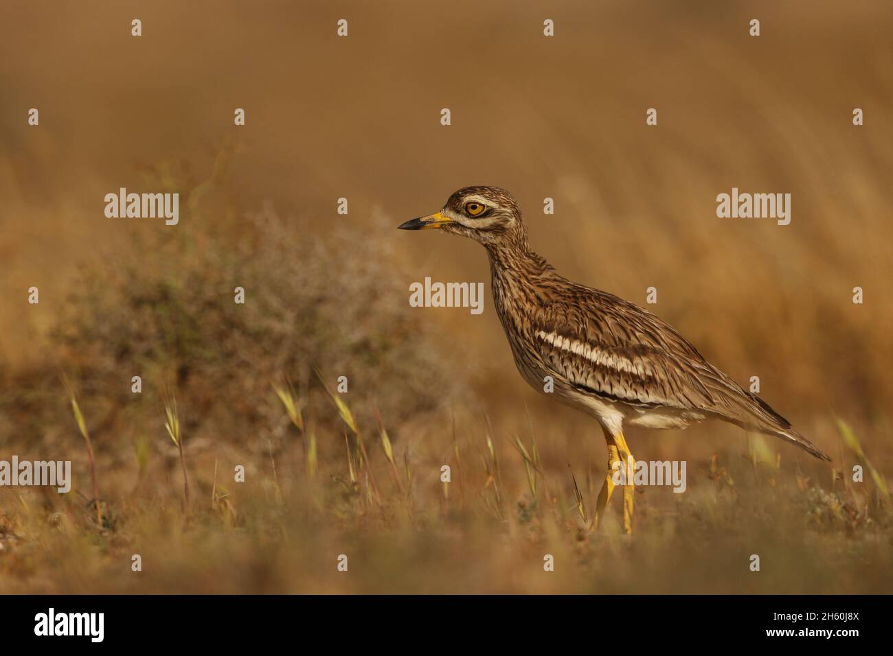 La population résidente de curlew de pierre sur les îles Canaries est très saine avec de grandes troupeaux vus avant la reproduction.L'habitat semi-aride est idéal pour Banque D'Images