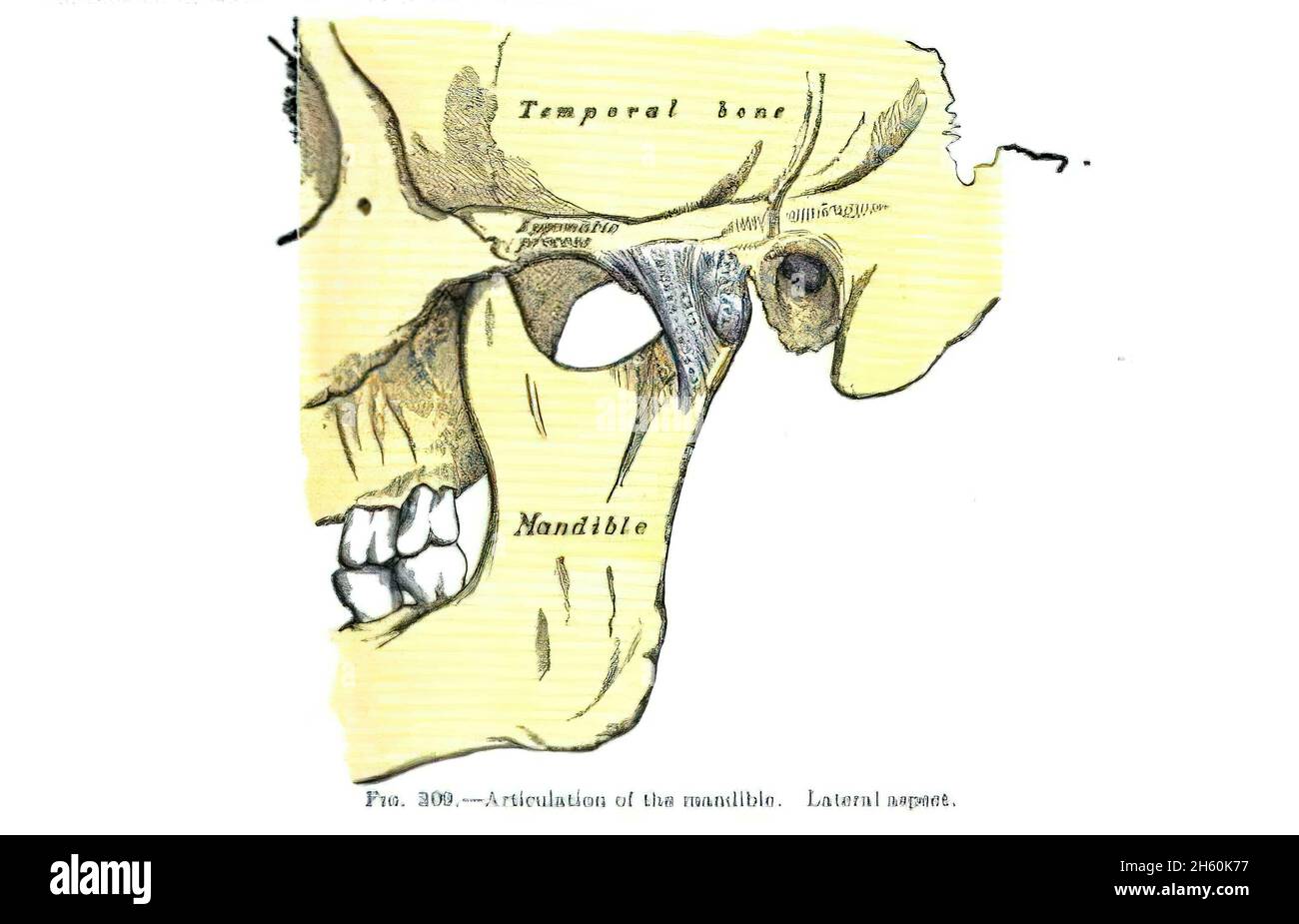 Page numérisée d'un manuel d'anatomie du XIXe siècle Banque D'Images