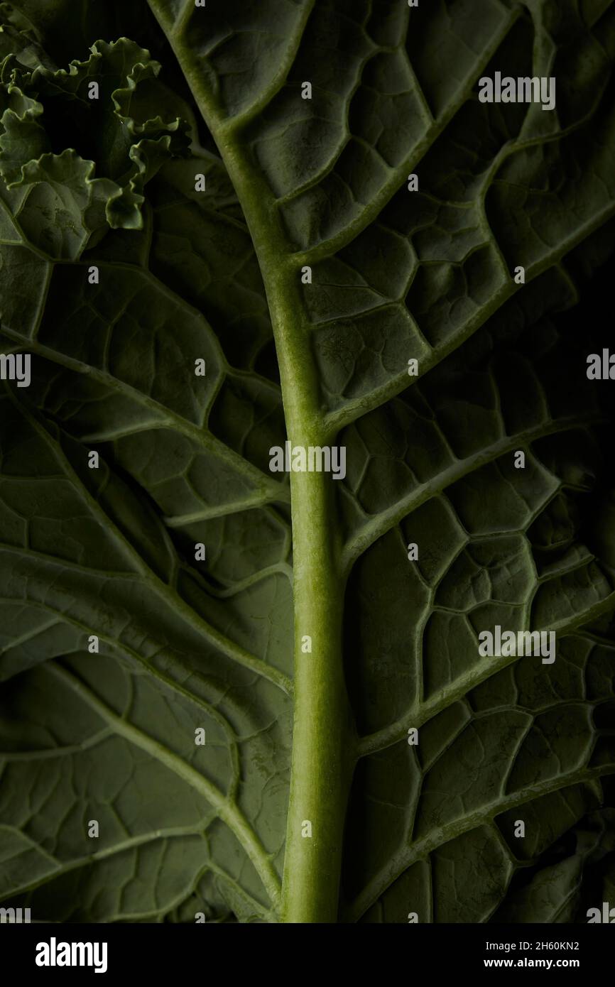 Gros plan de Kale biologique sur fond noir. Banque D'Images