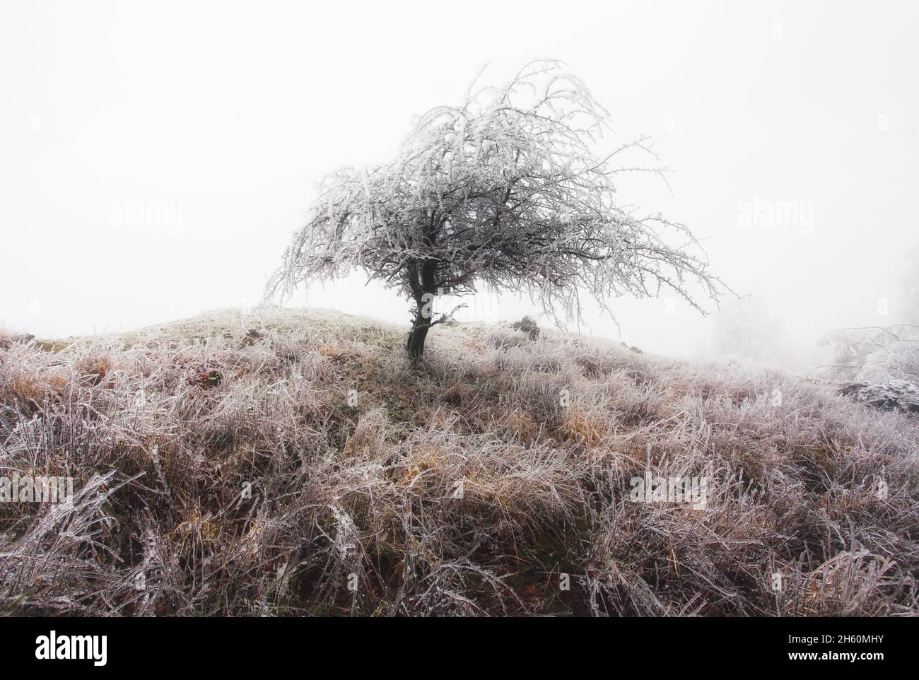 Forêt d'hiver dans les montagnes. Treet d'hiver majestueux Banque D'Images