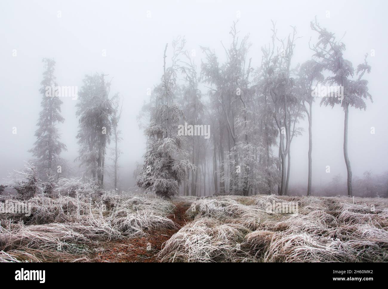 Forêt en hiver avec arbres congelés Banque D'Images