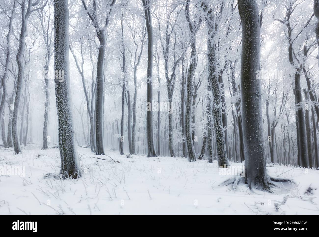 Forêt d'hiver dans les montagnes. Majestueux treet d'hiver. Banque D'Images